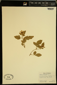Rubus missouricus image