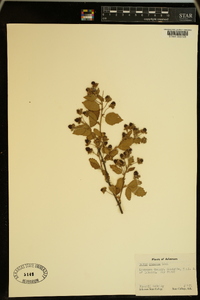 Rubus argutus image