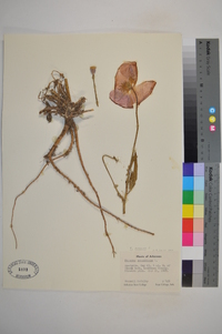 Papaver rhoeas image