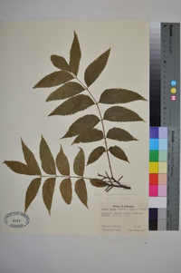 Carya illinoinensis image