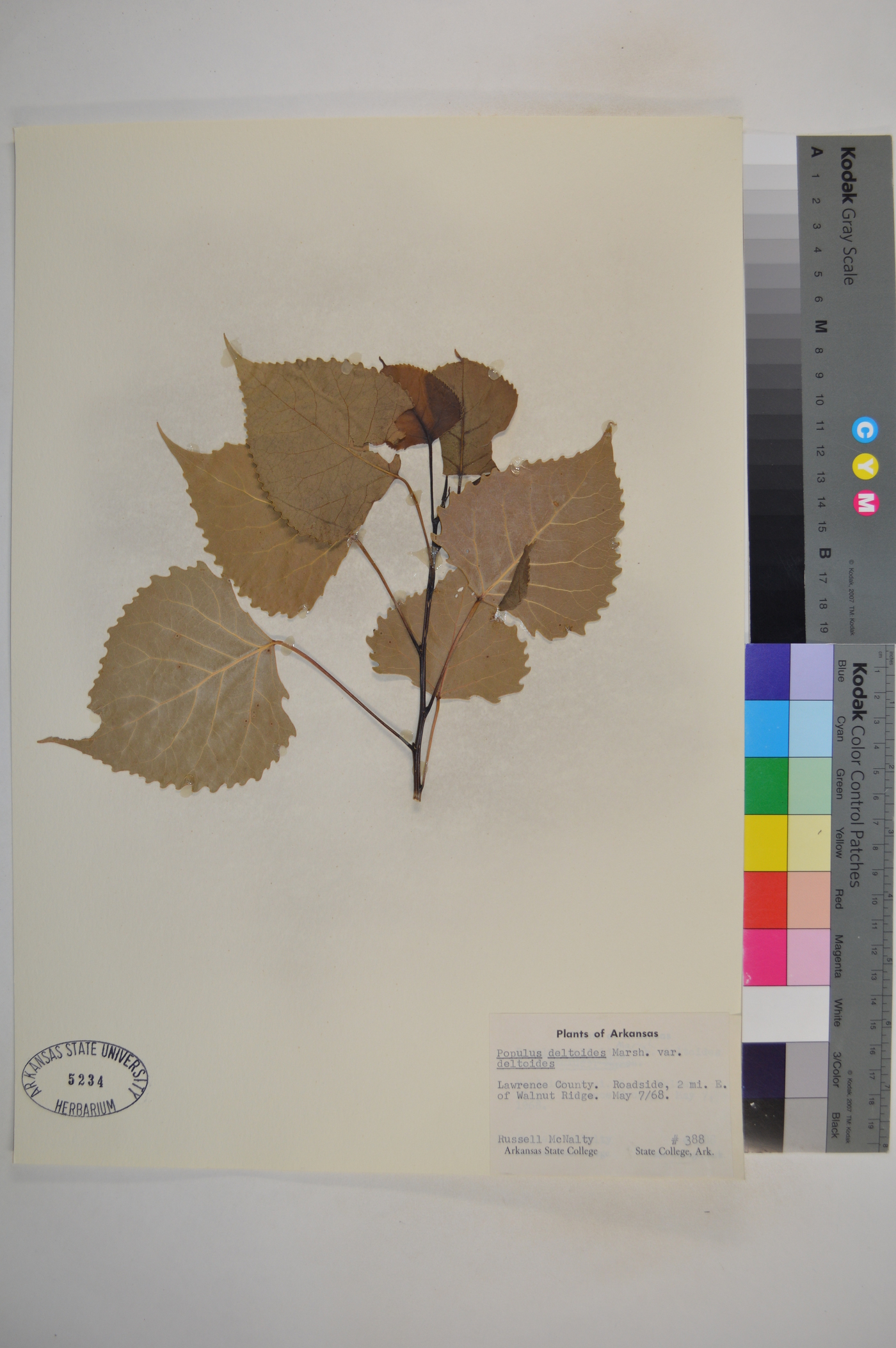 Populus deltoides var. deltoides image