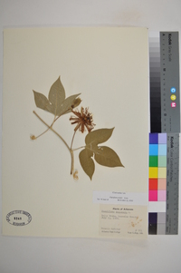 Passiflora edulis image