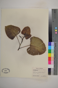 Populus deltoides var. deltoides image