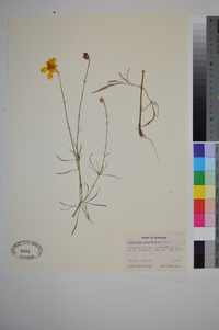 Coreopsis grandiflora image