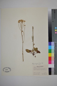 Packera tomentosa image