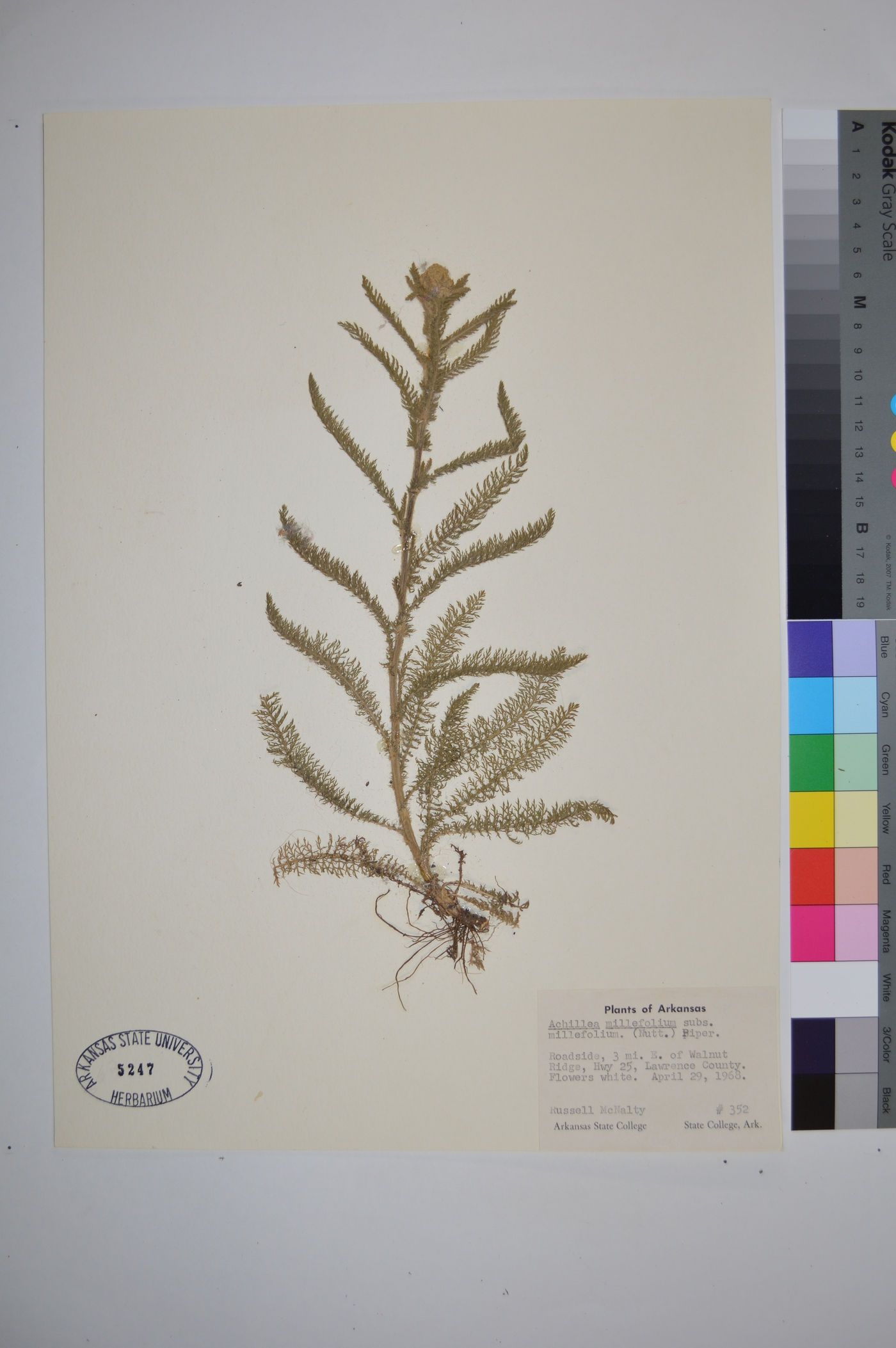 Achillea millefolium subsp. millefolium image