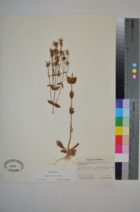 Sabatia angularis image