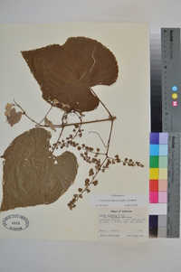 Vitis cinerea image