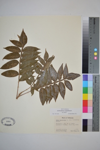 Schmaltzia copallinum image