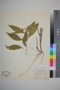 Asclepias perennis image