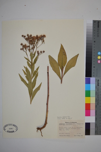 Vernonia baldwinii image