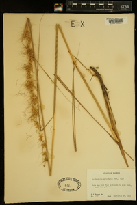 Sorghastrum secundum image