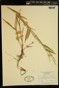 Urochloa platyphylla image