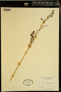 Thalia dealbata image