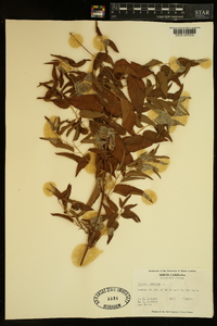 Smilax herbacea image