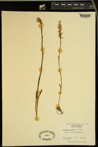 Spiranthes cernua image