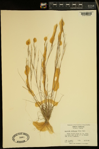 Aristida dichotoma image