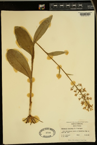 Platanthera psycodes image