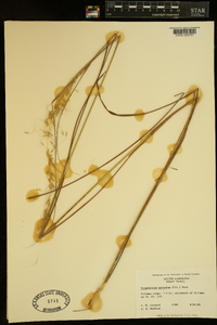 Sorghastrum secundum image