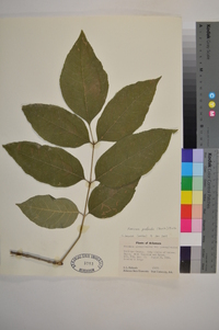 Fraxinus profunda image