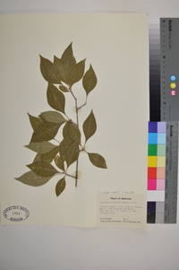 Forestiera acuminata image