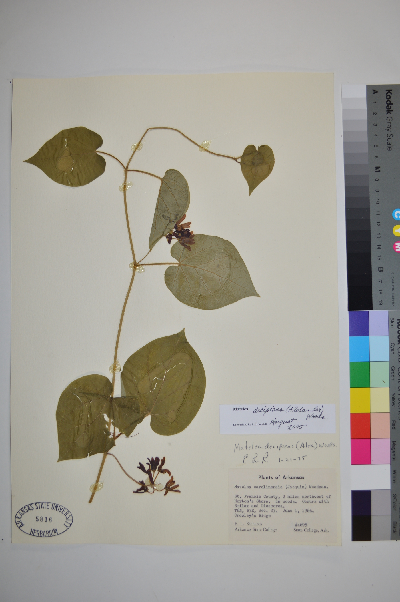 Matelea decipiens image