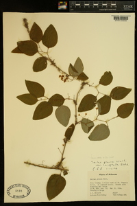 Smilax glauca var. leurophylla image