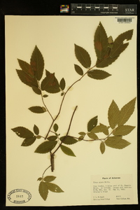 Ulmus alata image