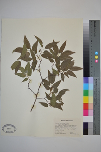 Celtis laevigata image