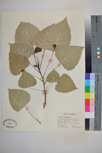 Populus deltoides var. deltoides image