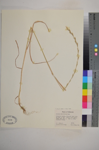 Lolium perenne subsp. multiflorum image