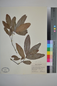 Quercus imbricaria image