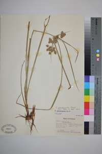 Cyperus pseudovegetus image