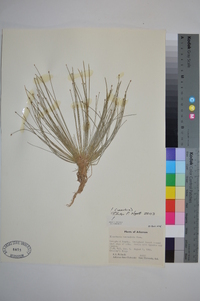 Eleocharis lanceolata image