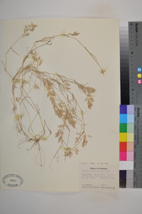 Eragrostis hypnoides image