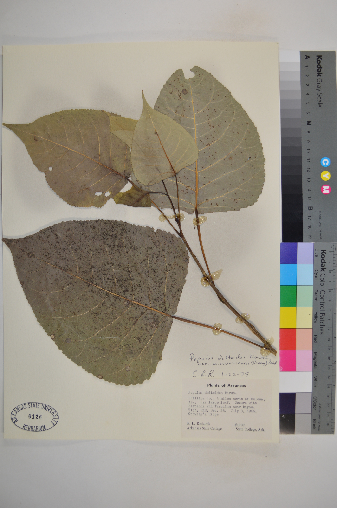 Populus deltoides var. missouriensis image
