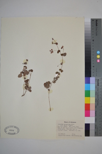 Lespedeza procumbens image