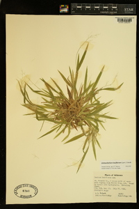 Dichanthelium laxiflorum image