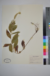 Solidago buckleyi image