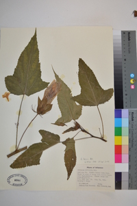 Hibiscus laevis image