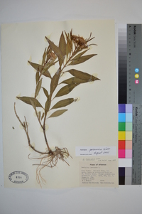 Asclepias perennis image