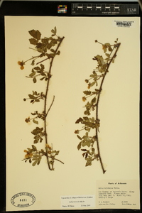 Rubus trivialis image