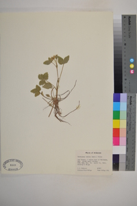 Potentilla indica image