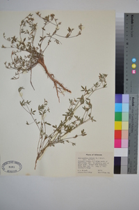 Stylosanthes biflora var. biflora image