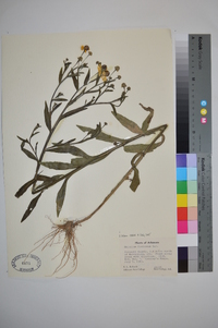 Helenium flexuosum image
