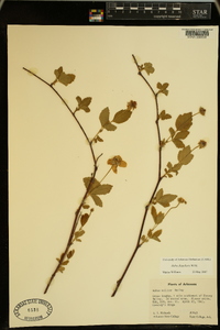 Rubus flagellaris image