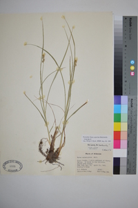 Carex austrina image