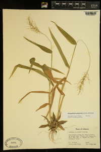 Dichanthelium polyanthes image