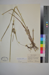 Carex louisianica image