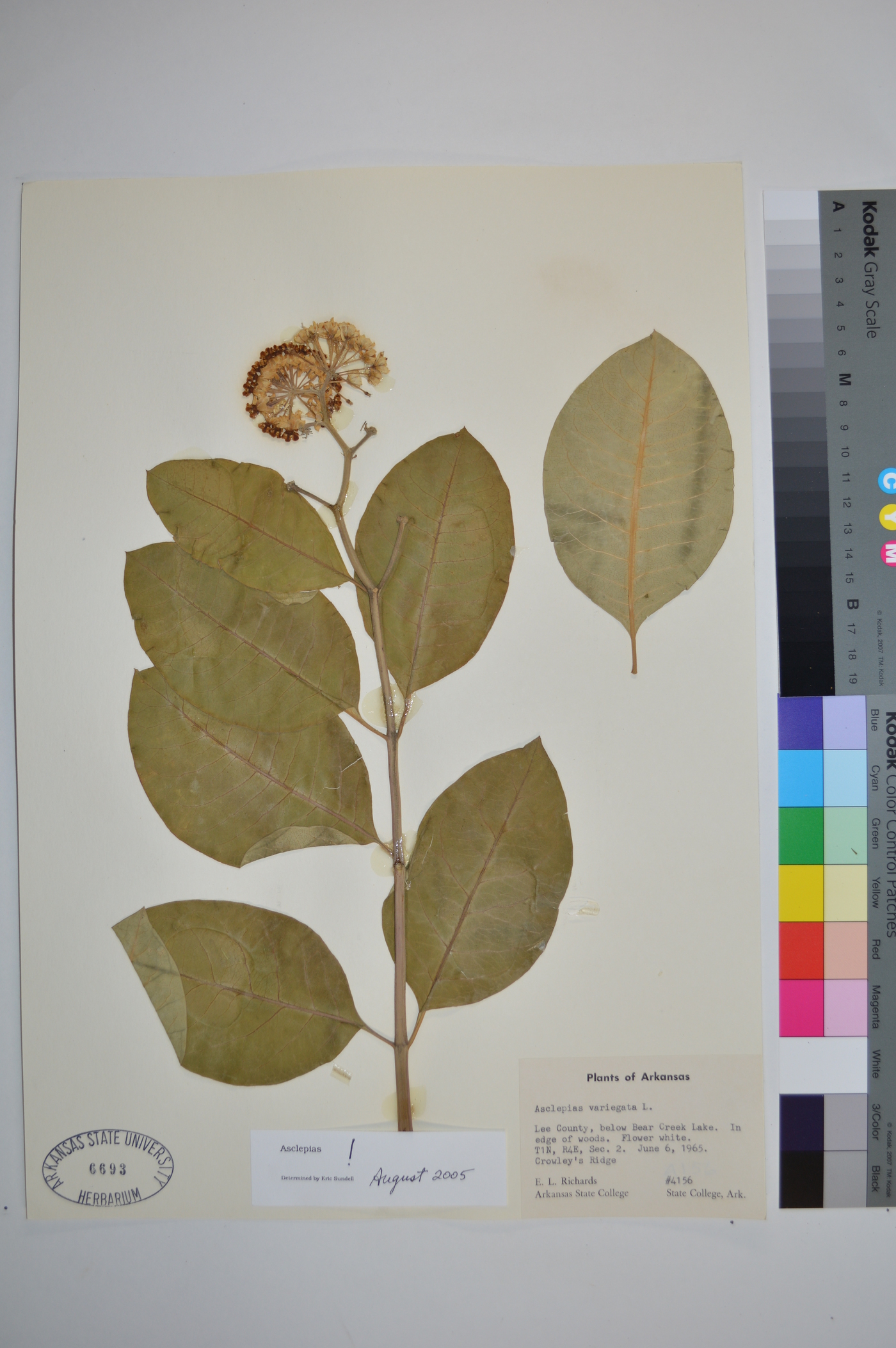Asclepias variegata image